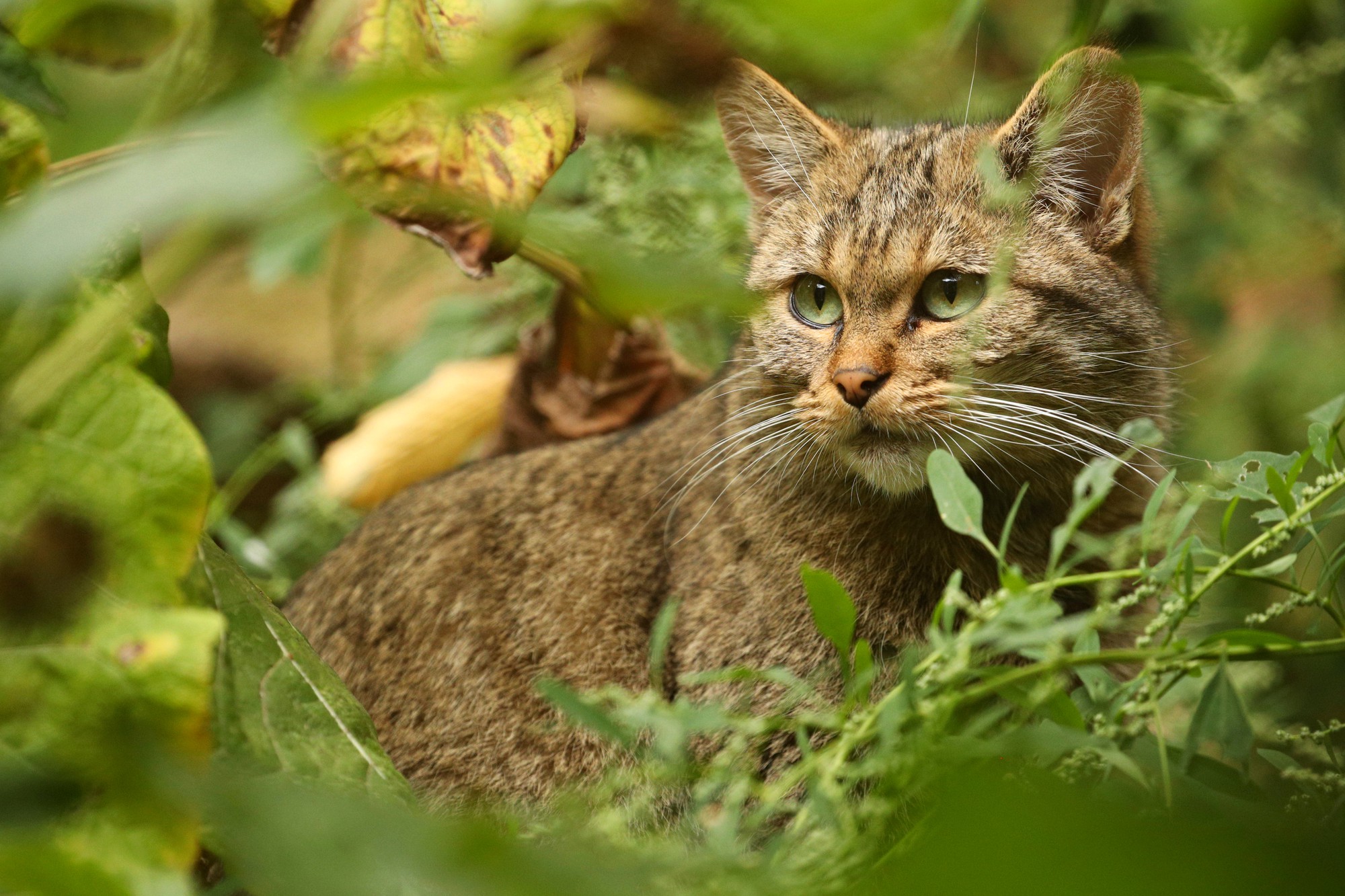 Cápsula | ¿Tienes un gato, has pensado en su salud visual?