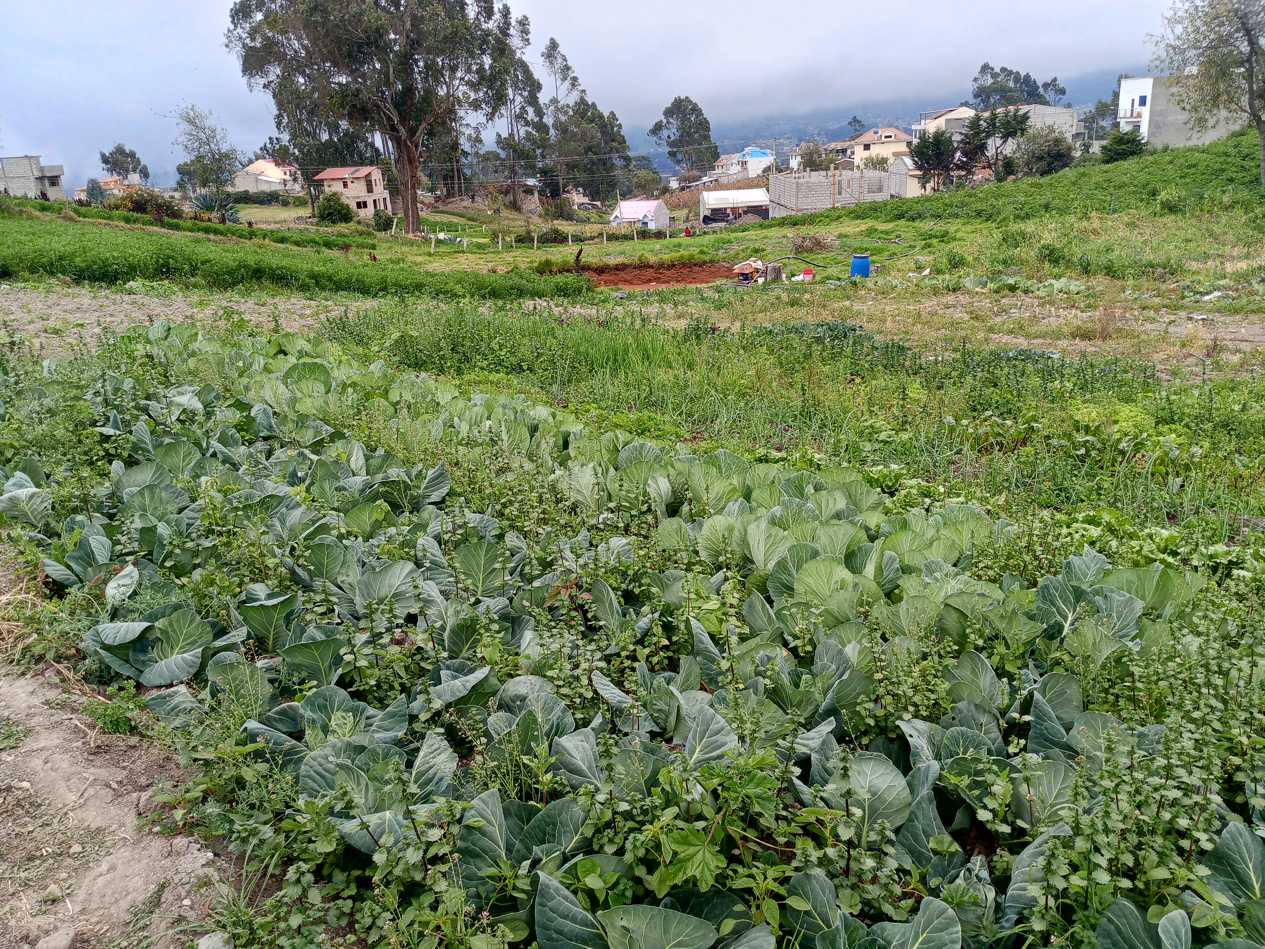 Cápsula | Arqueología y alimentación: la chakra Cañari